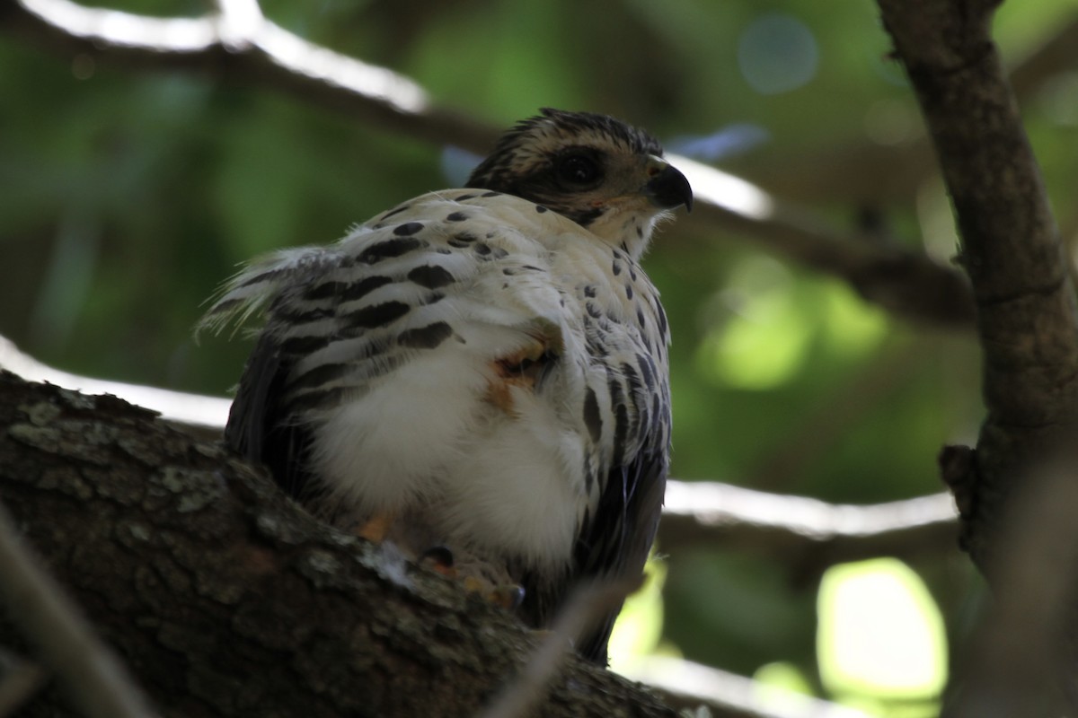 African Goshawk - ML627353070