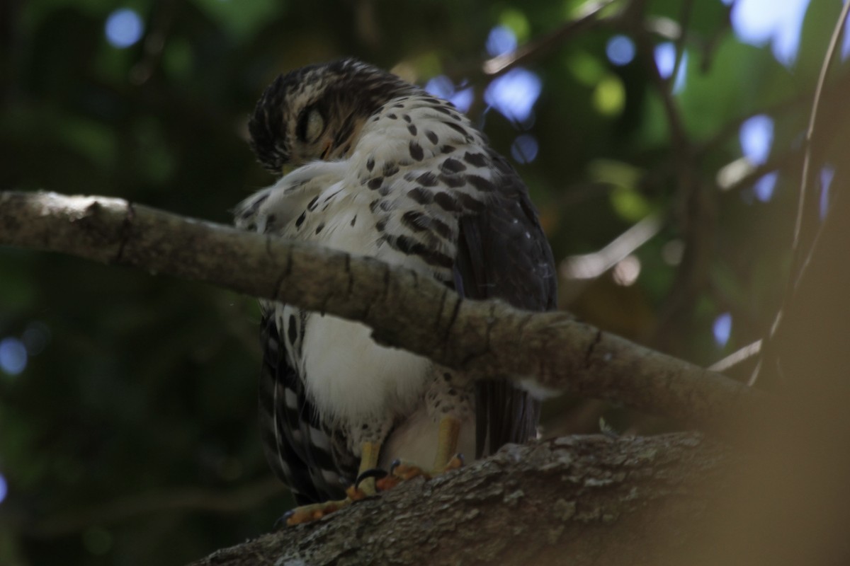 African Goshawk - ML627353071