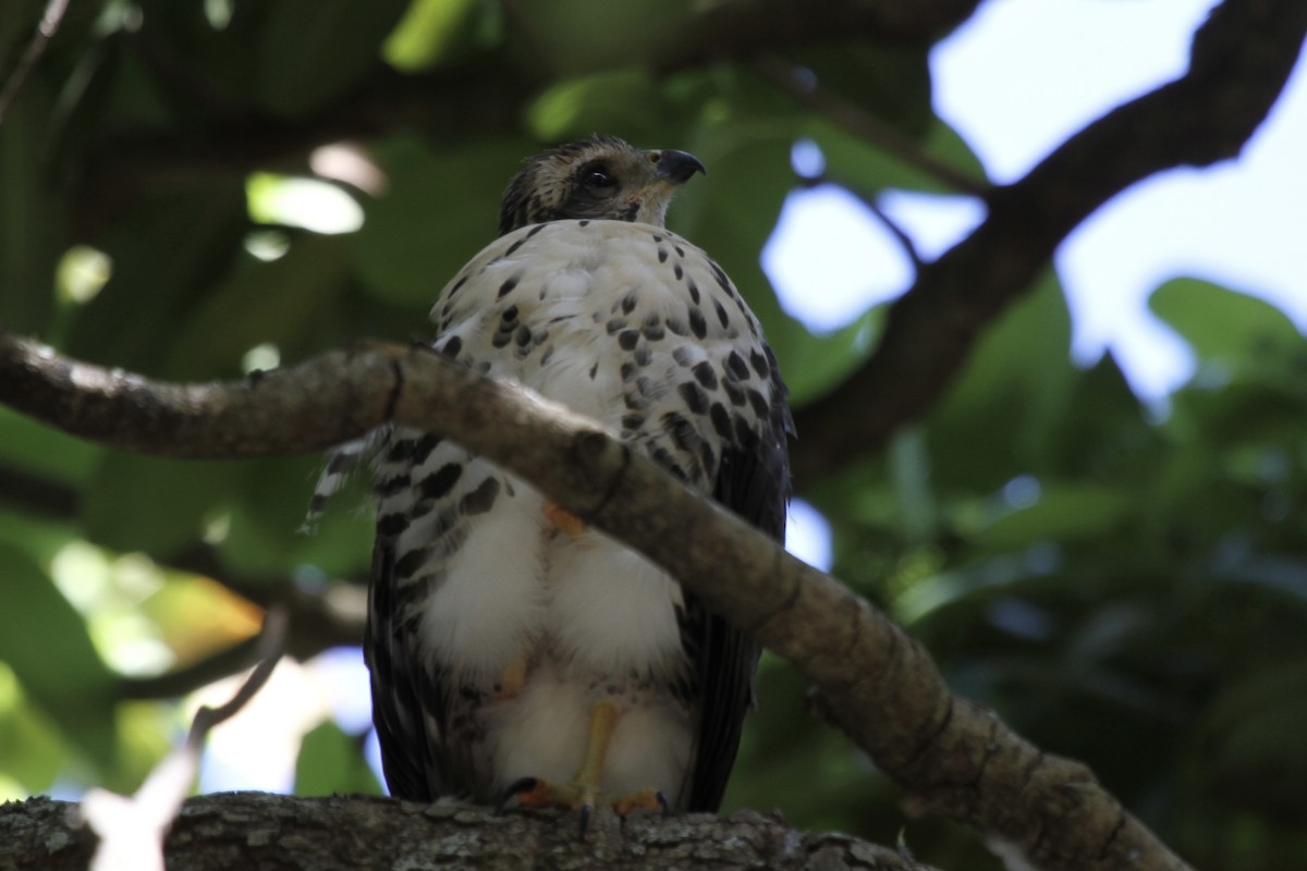 African Goshawk - ML627353072