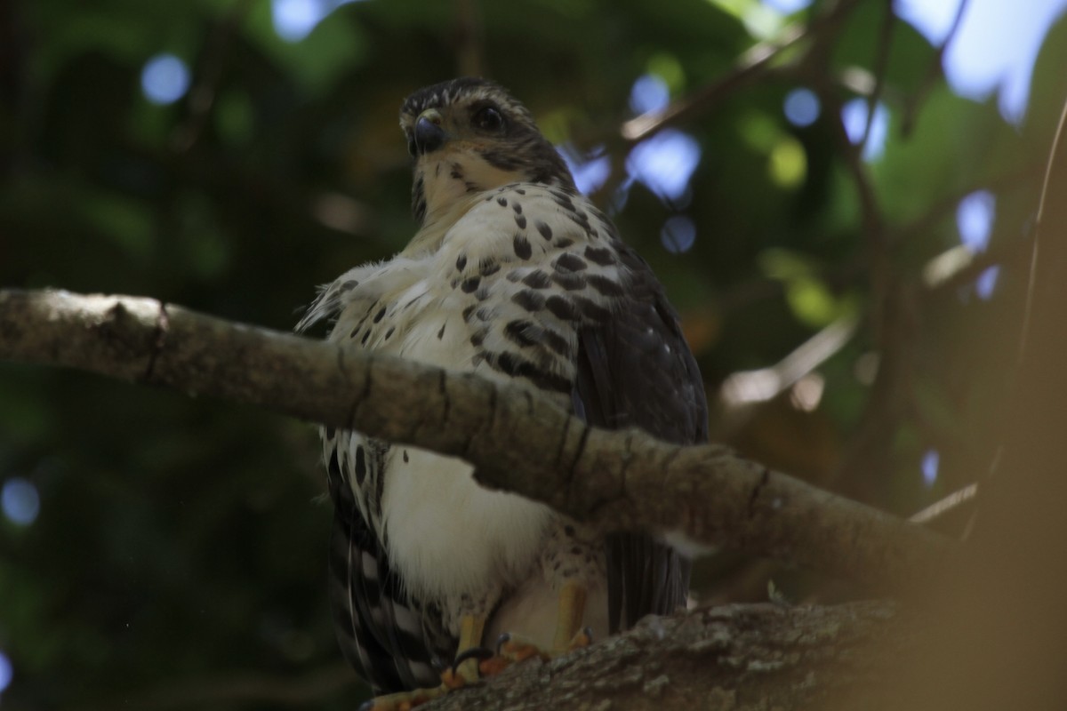 African Goshawk - ML627353073