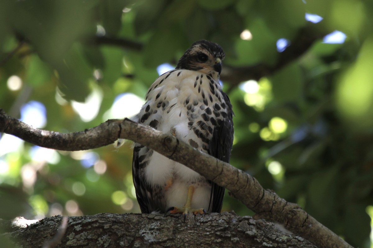 African Goshawk - ML627353074