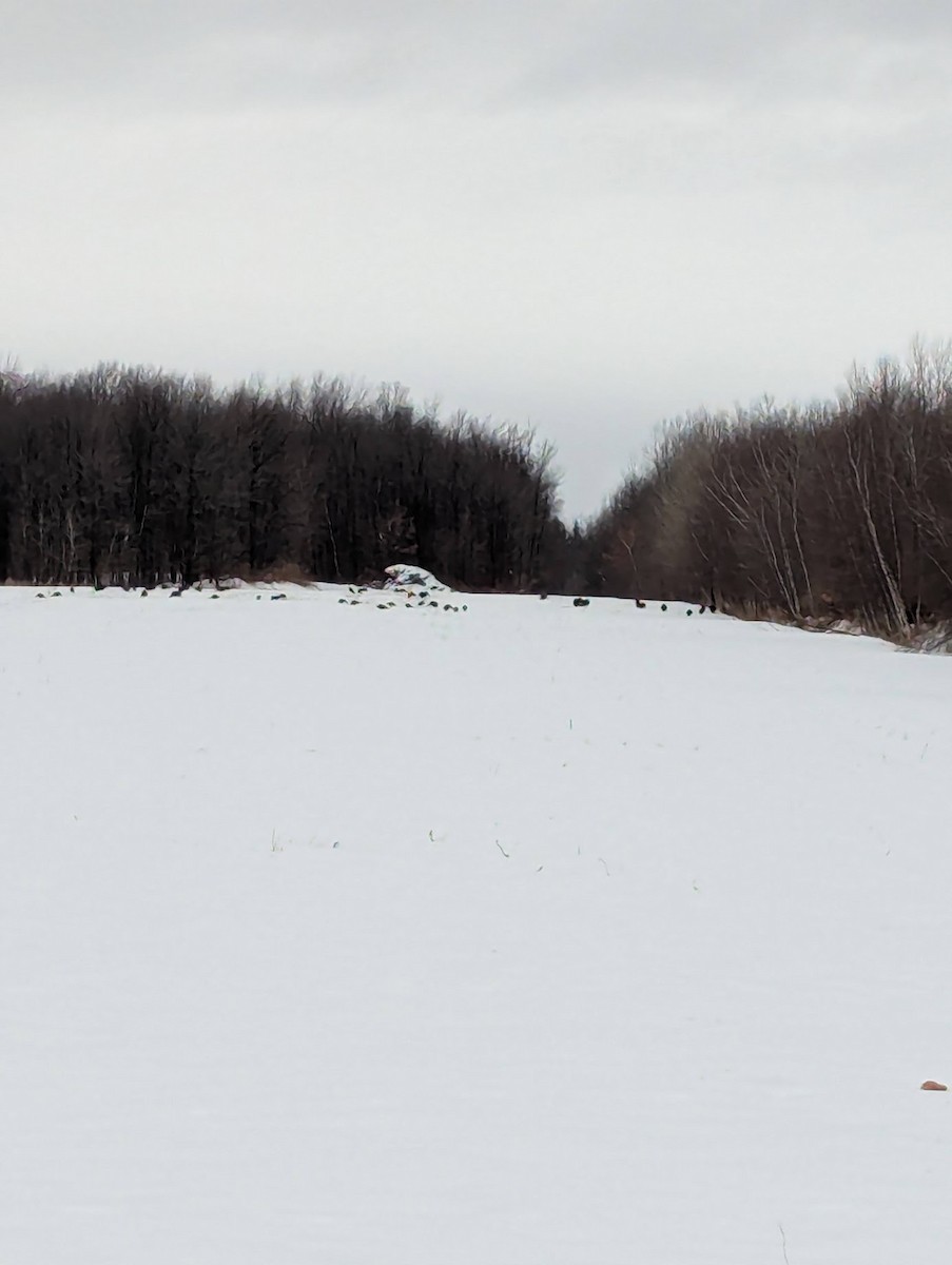 Wild Turkey - ML627353145