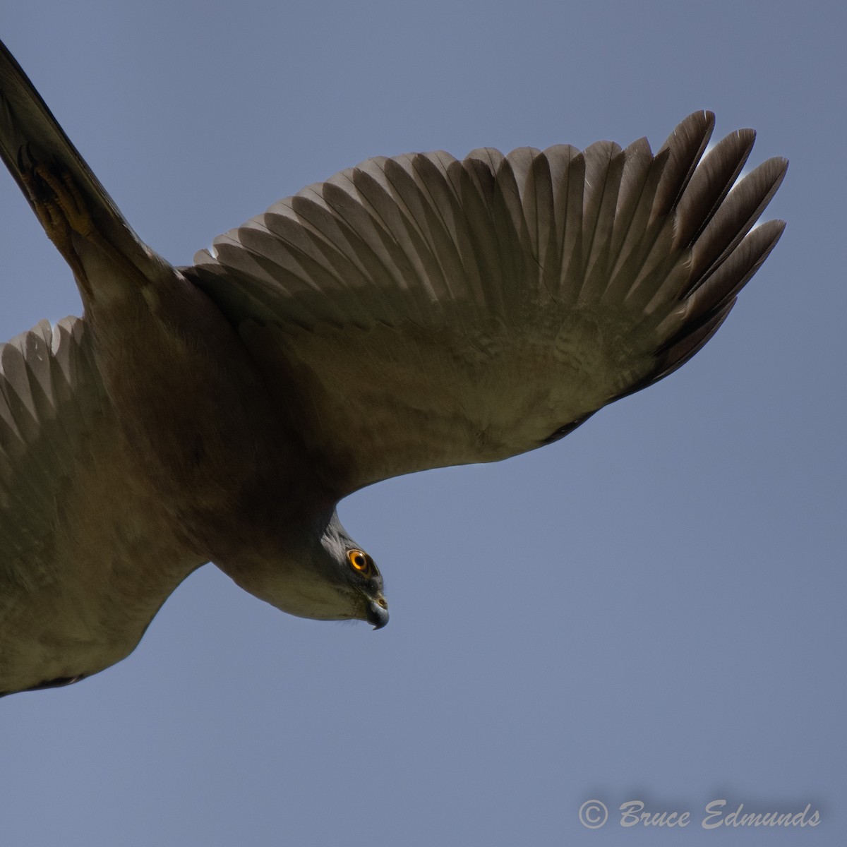 Fiji Goshawk - ML627353212