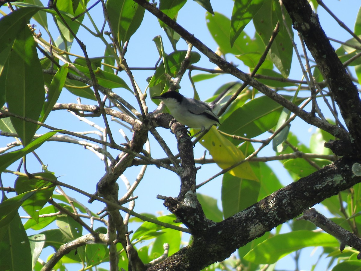 Tropical Gnatcatcher (plumbea) - ML627353283