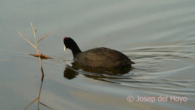 Red-knobbed Coot - ML627353400