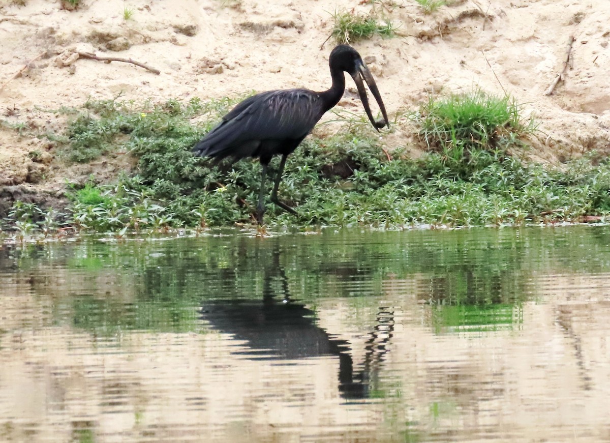 African Openbill - ML627353409