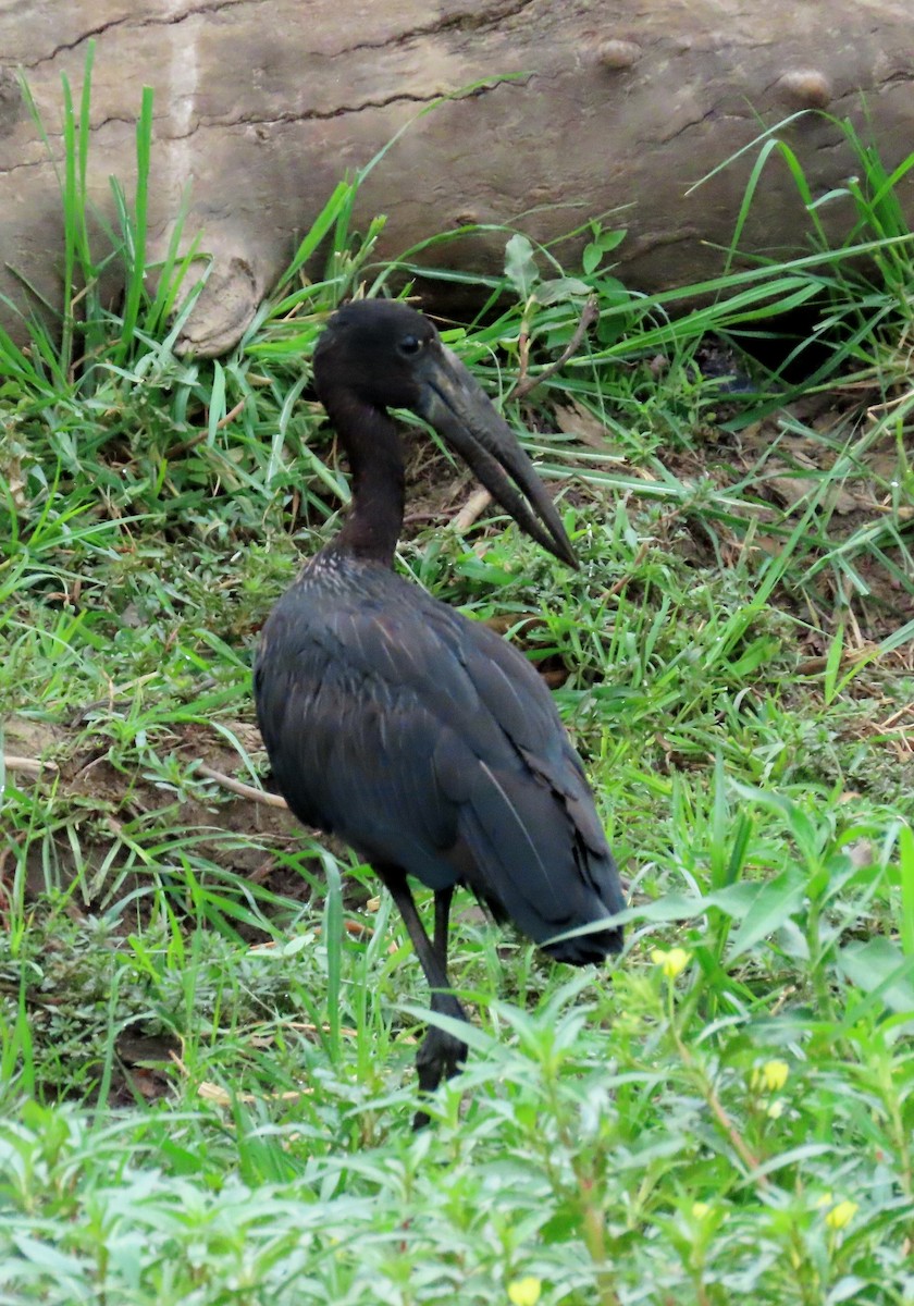 African Openbill - ML627353410