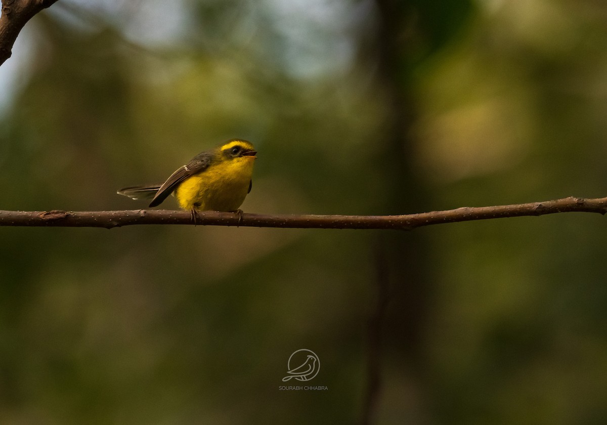 Yellow-bellied Fairy-Fantail - ML627353506