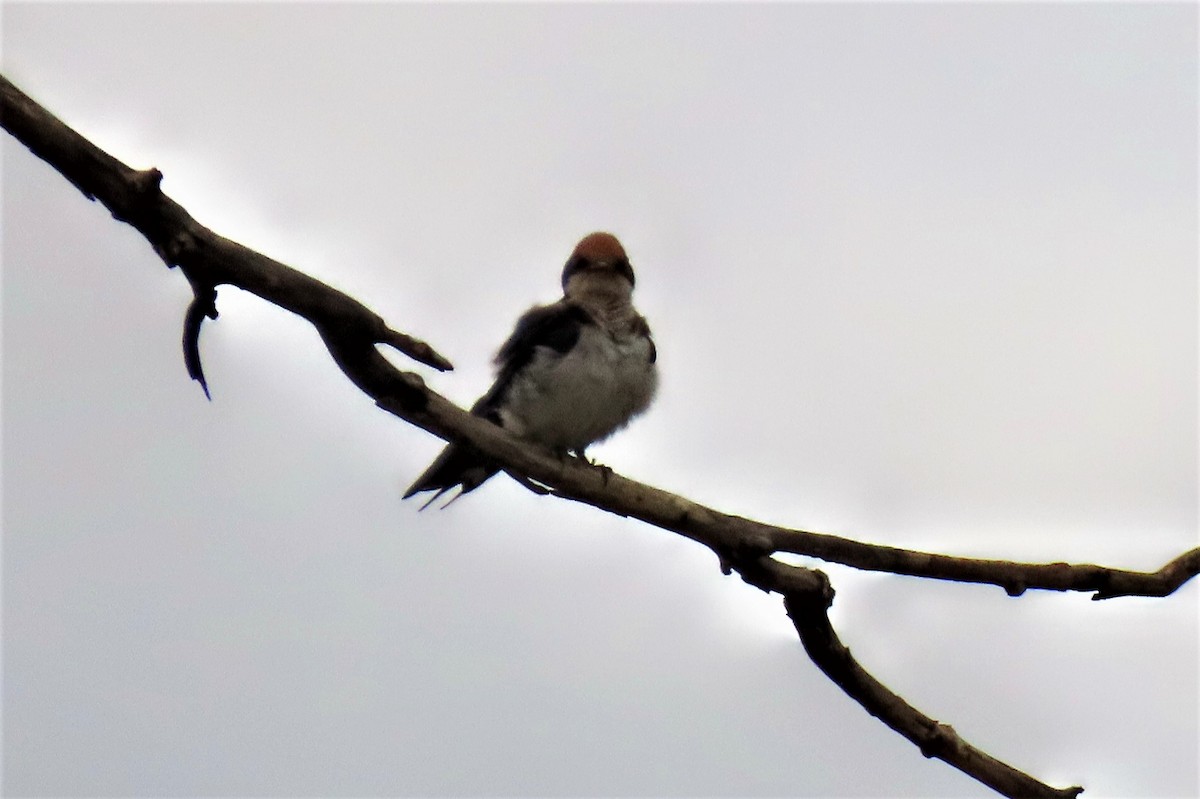 Wire-tailed Swallow - ML627353575