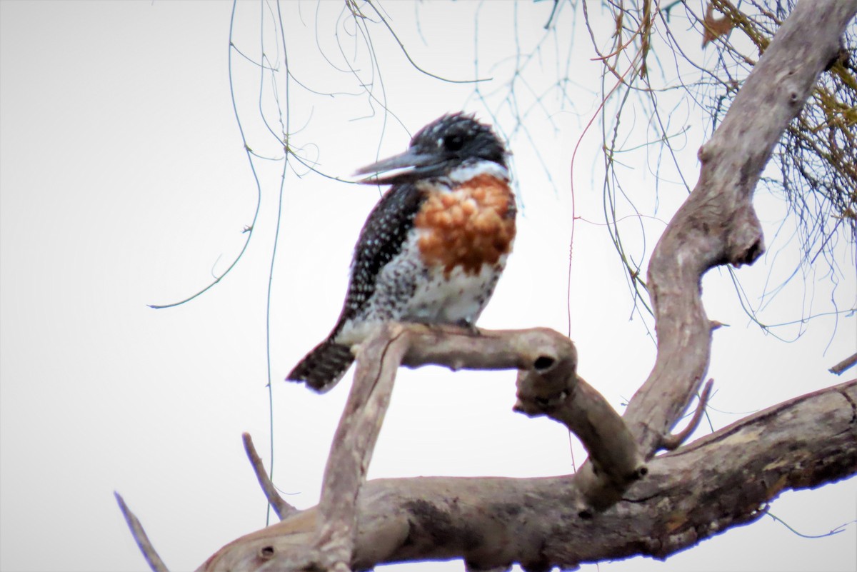 Giant Kingfisher - ML627353627