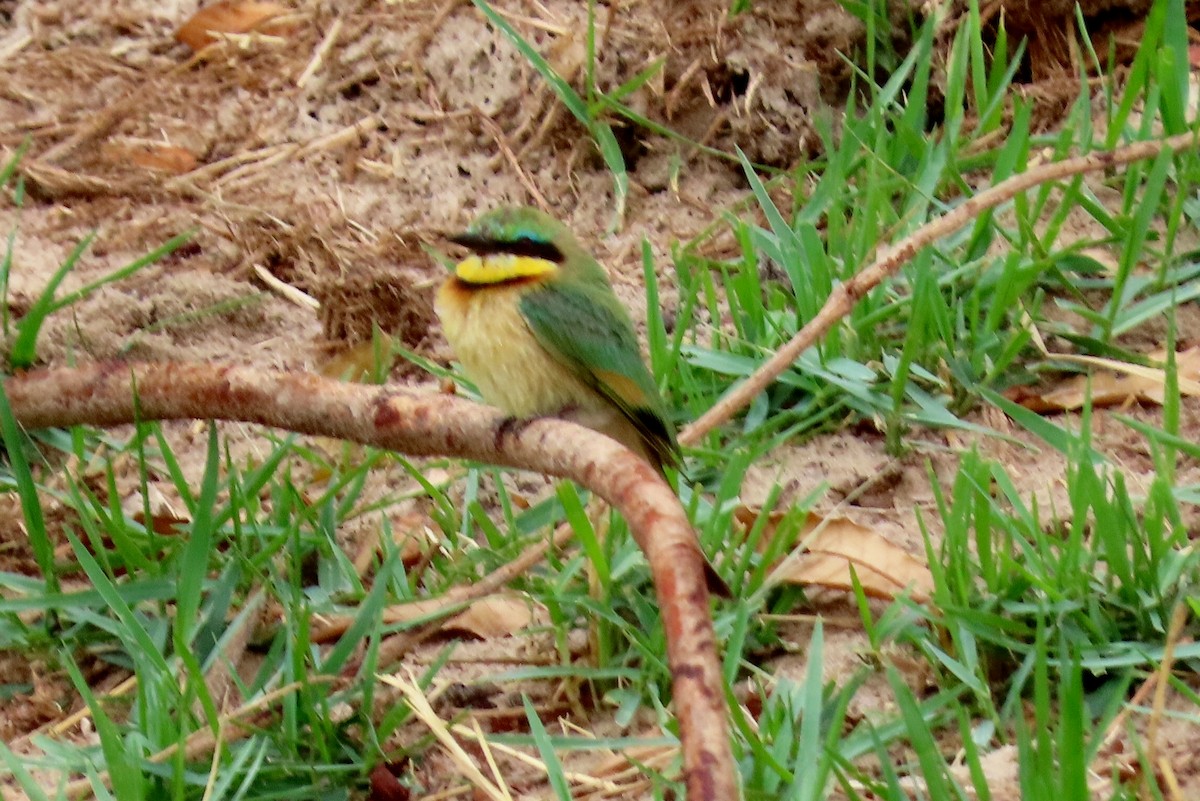 Little Bee-eater - ML627353641