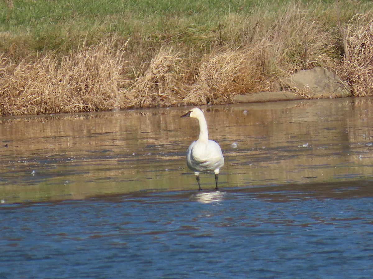 Cigno minore - ML627353644