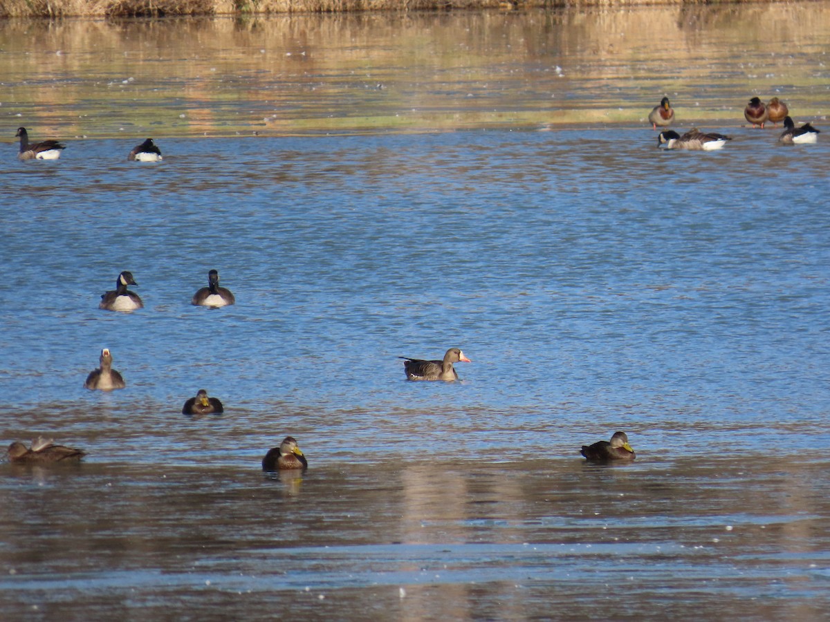 Oca lombardella - ML627353660