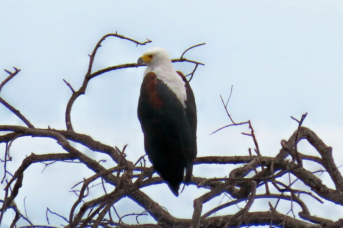 African Fish-Eagle - ML627353684