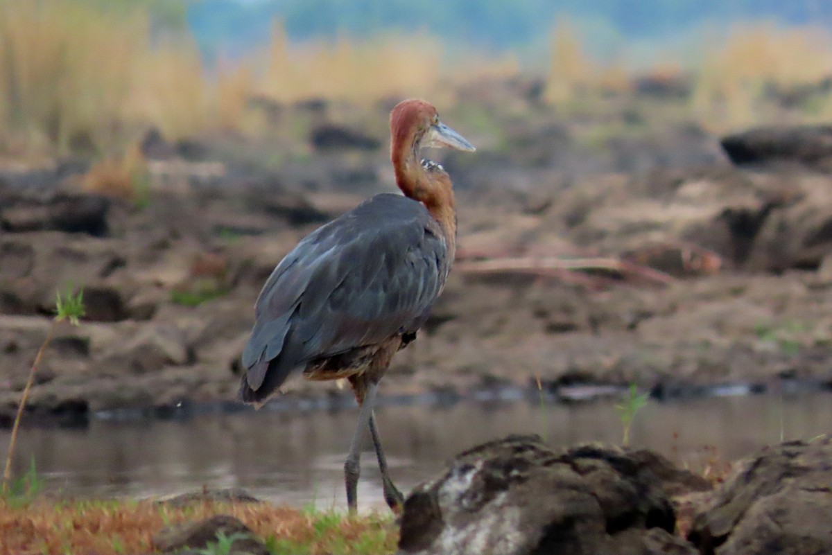 Goliath Heron - ML627353696