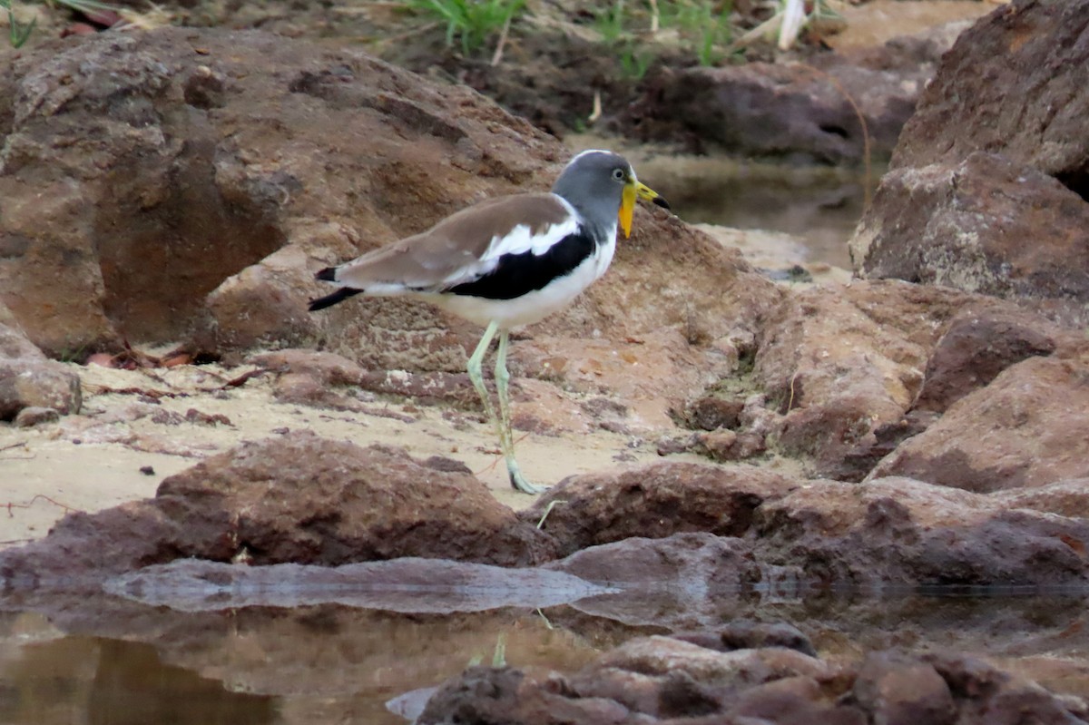 White-crowned Lapwing - ML627353733