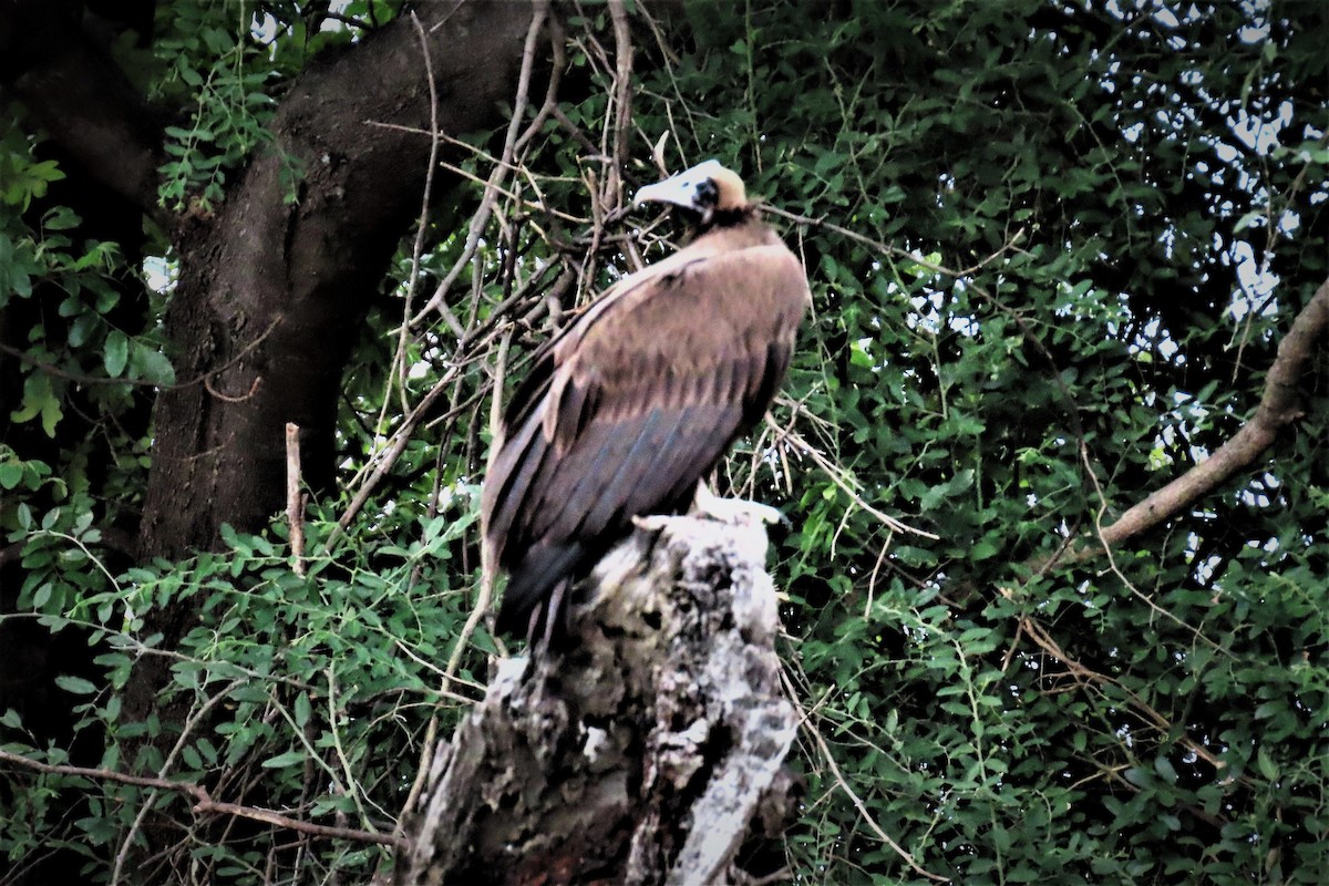 Hooded Vulture - ML627353845