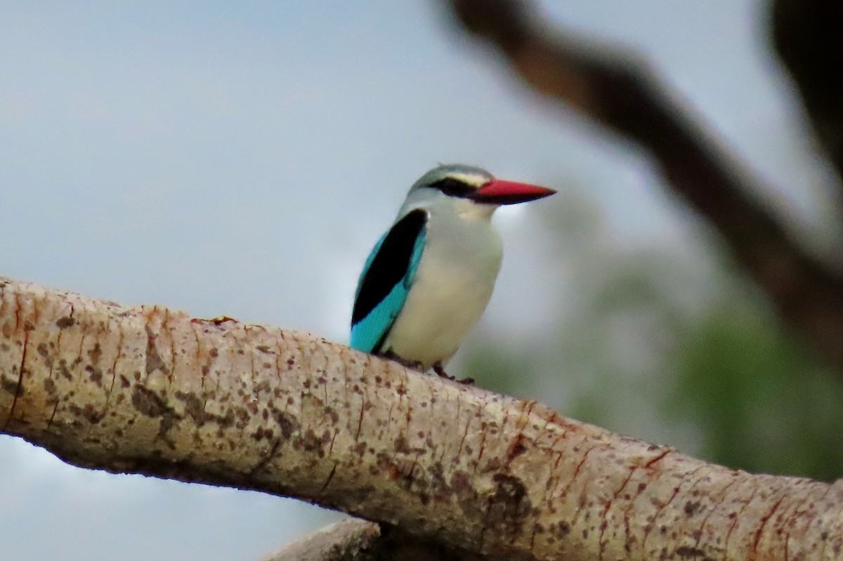 Woodland Kingfisher - ML627353901