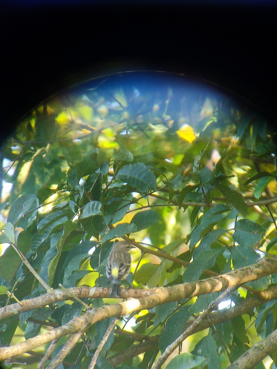 Yellow-rumped Warbler - ML627354013