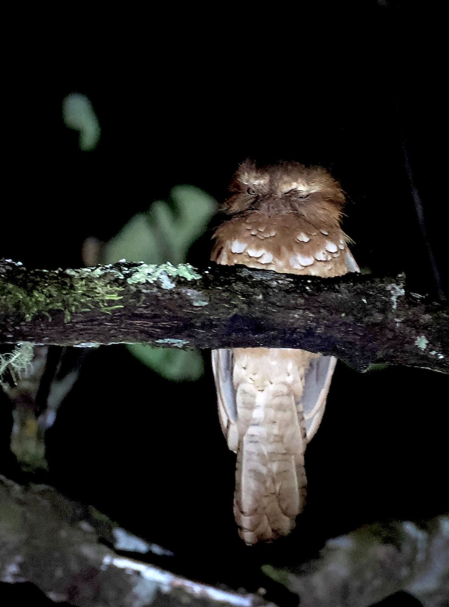 Hodgson's Frogmouth - ML627354126