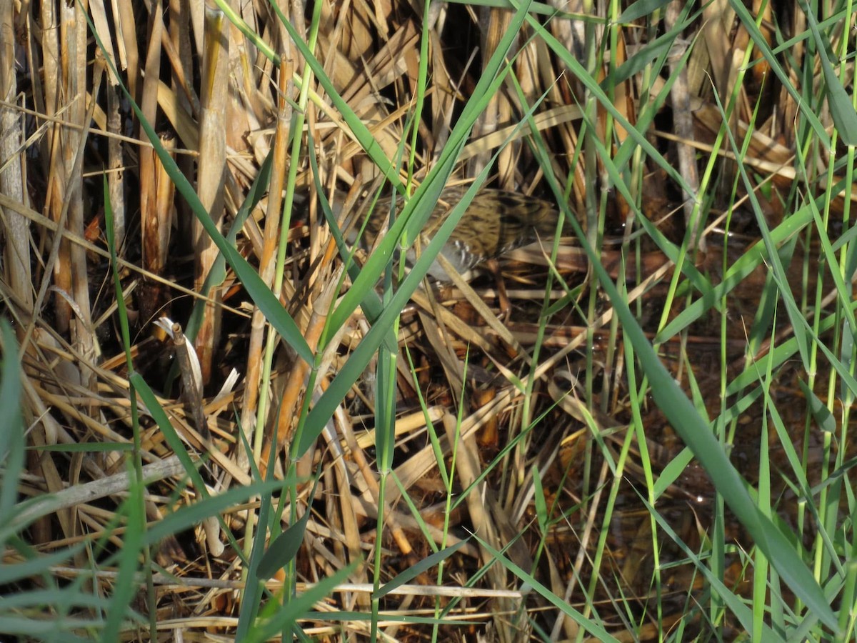 Water Rail - ML627354221