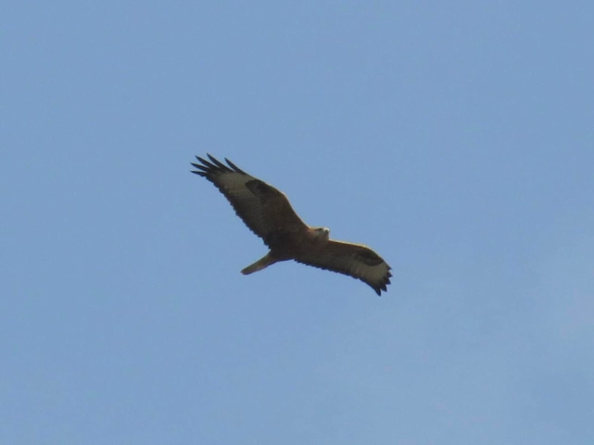 Long-legged Buzzard - ML627354223