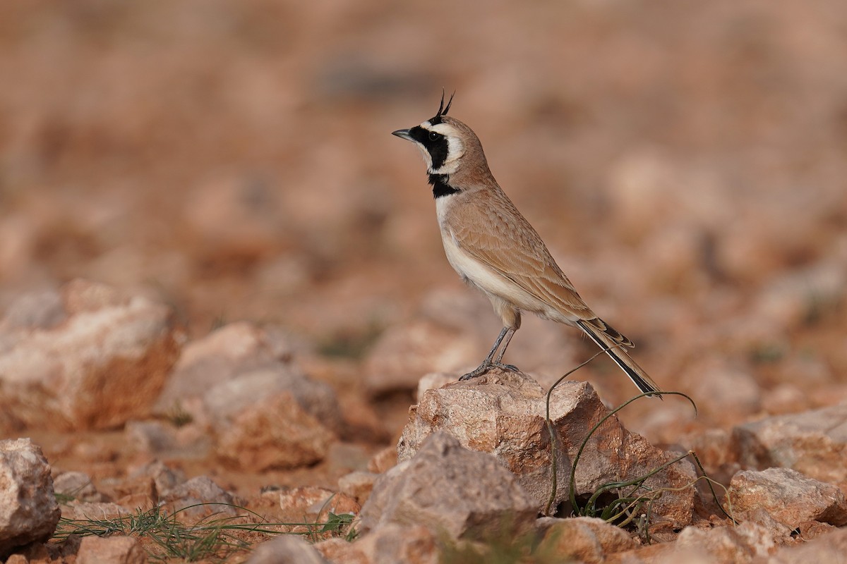 Temminck's Lark - ML627354228