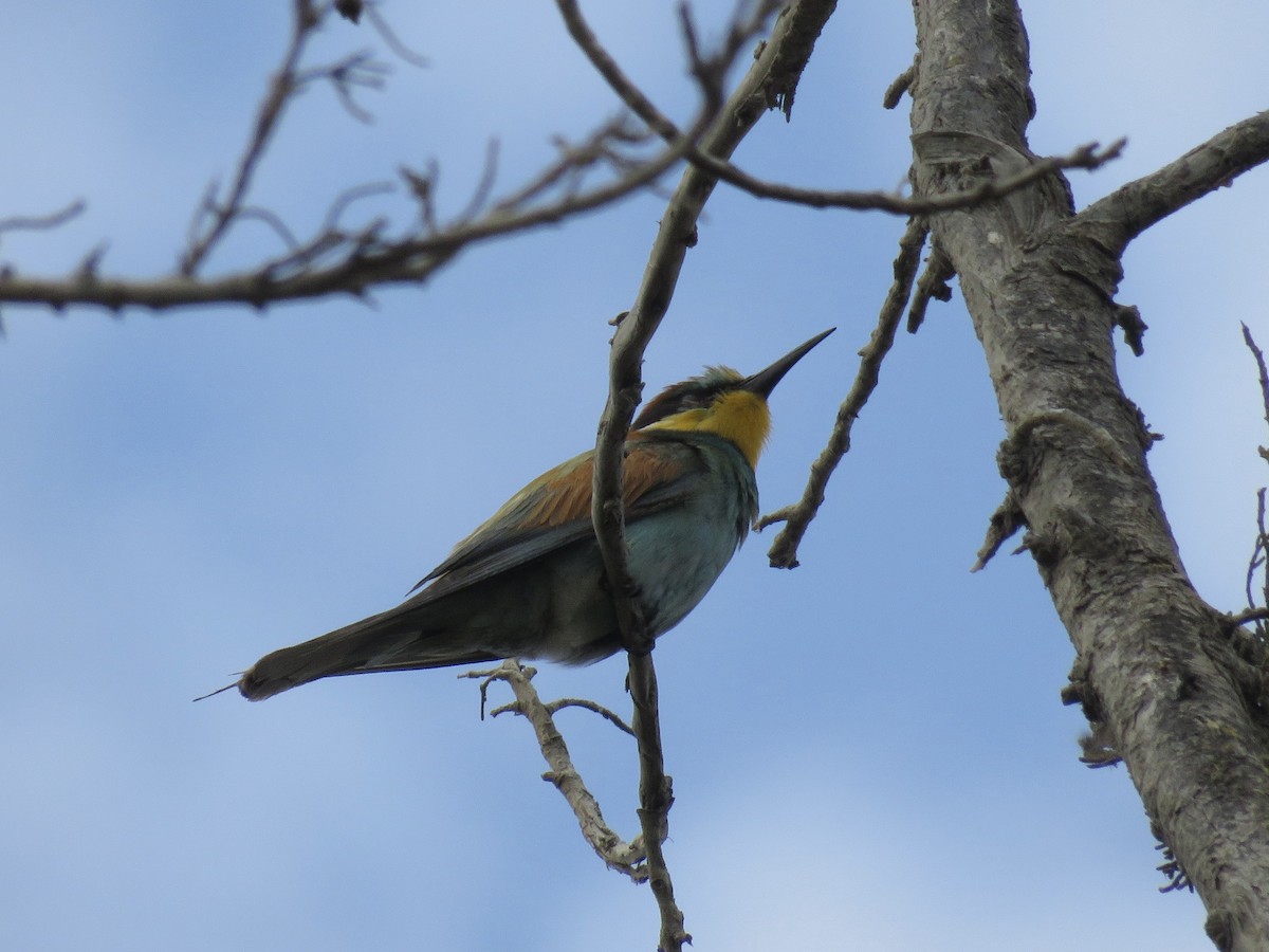 European Bee-eater - ML627354282