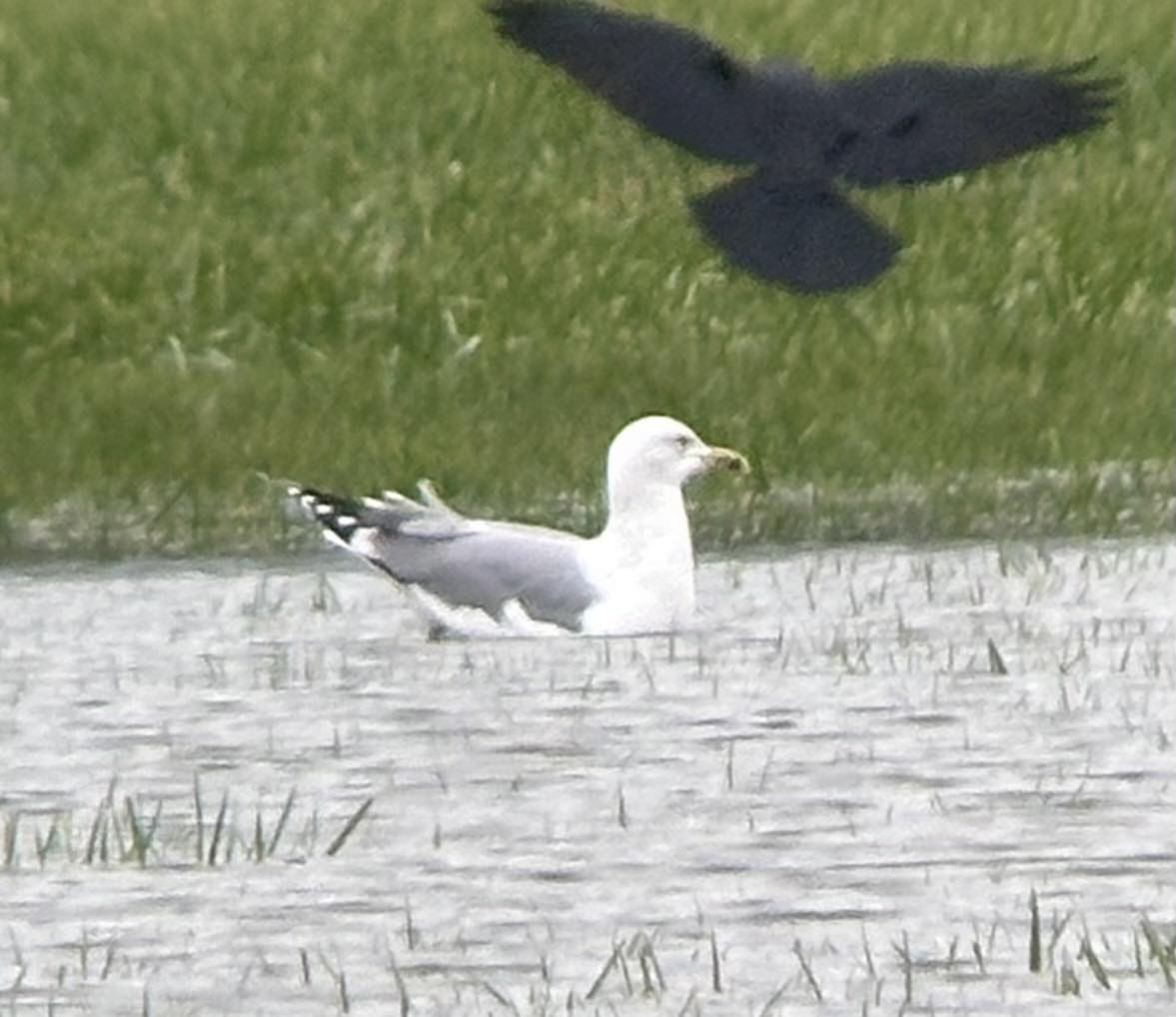 Caspian Gull - ML627354286