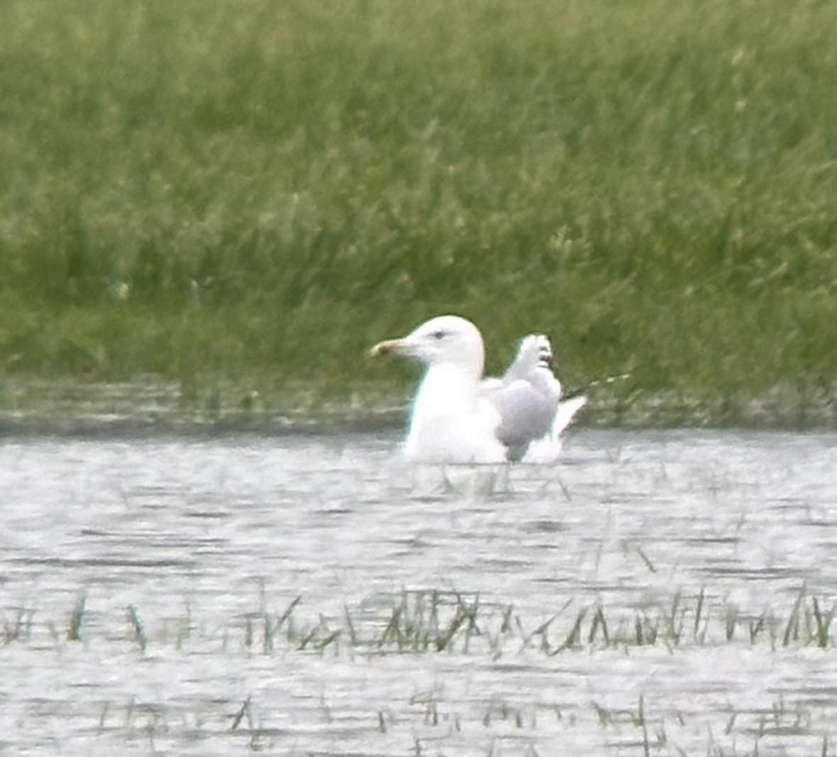 Caspian Gull - ML627354287