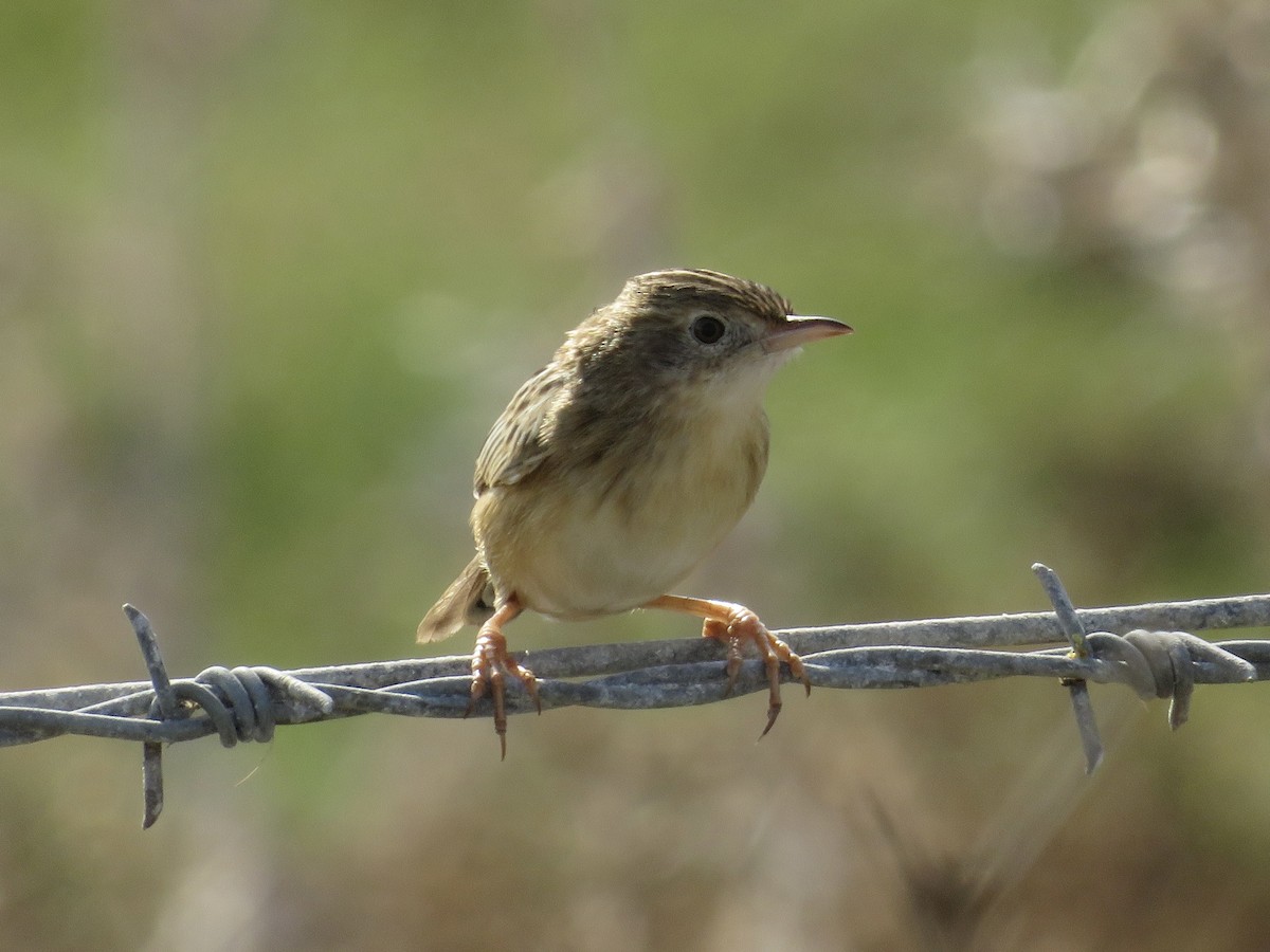 Zitting Cisticola - ML627354343