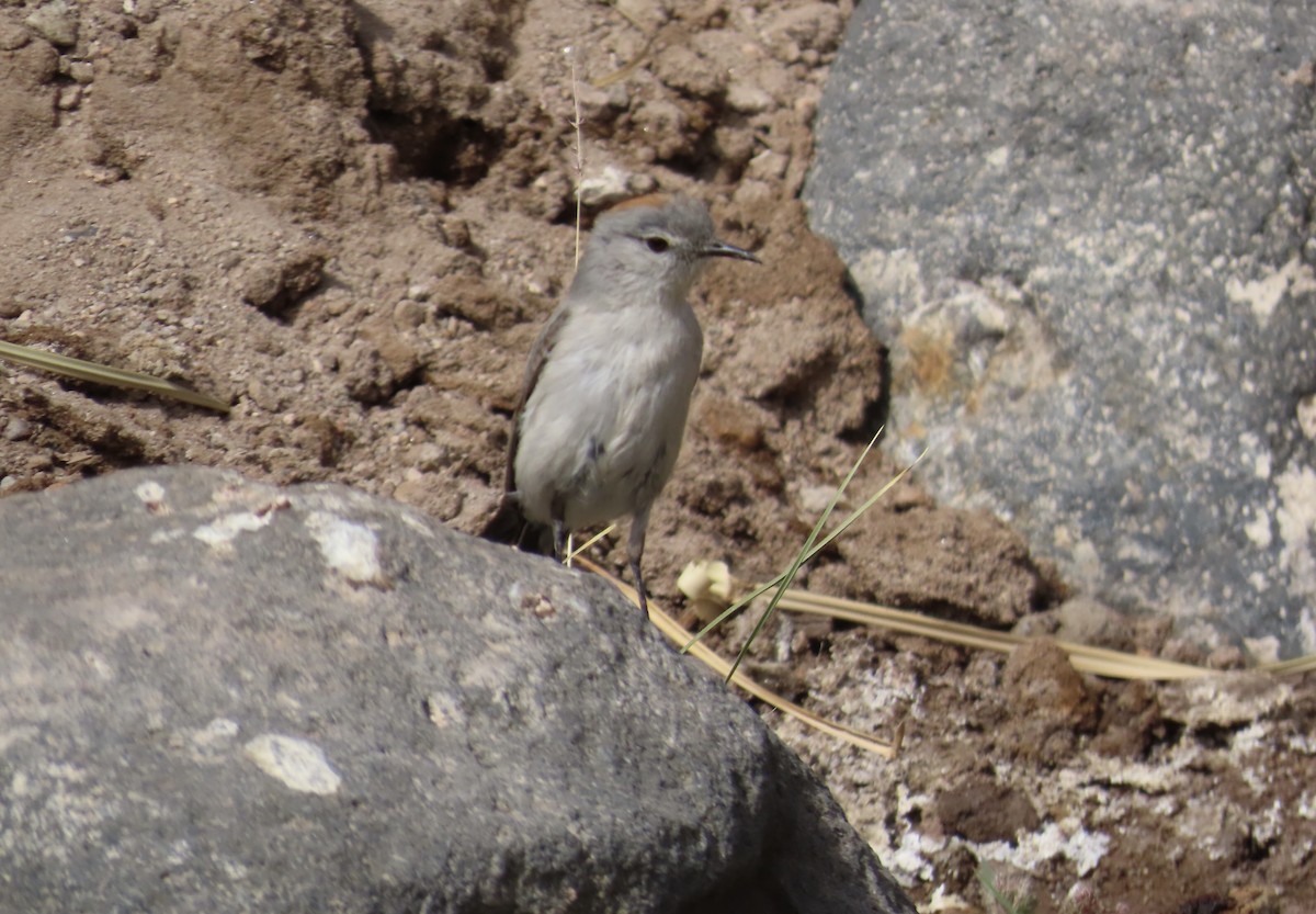 Rufous-naped Ground-Tyrant - ML627354394