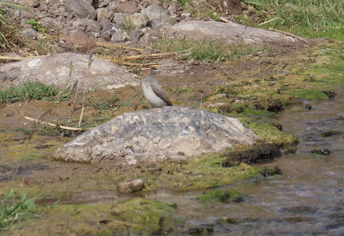 Rufous-naped Ground-Tyrant - ML627354395