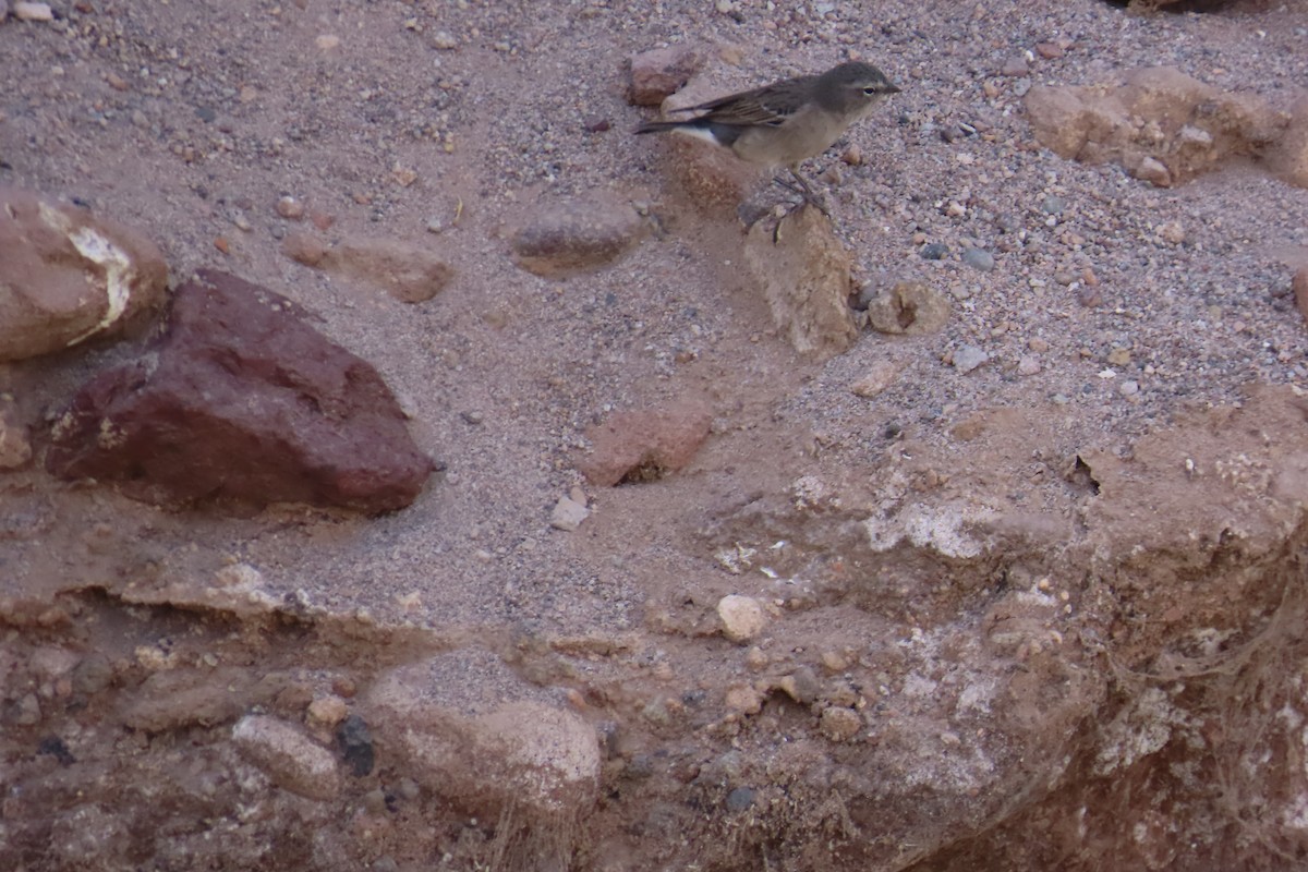 Ash-breasted Sierra Finch - ML627354467