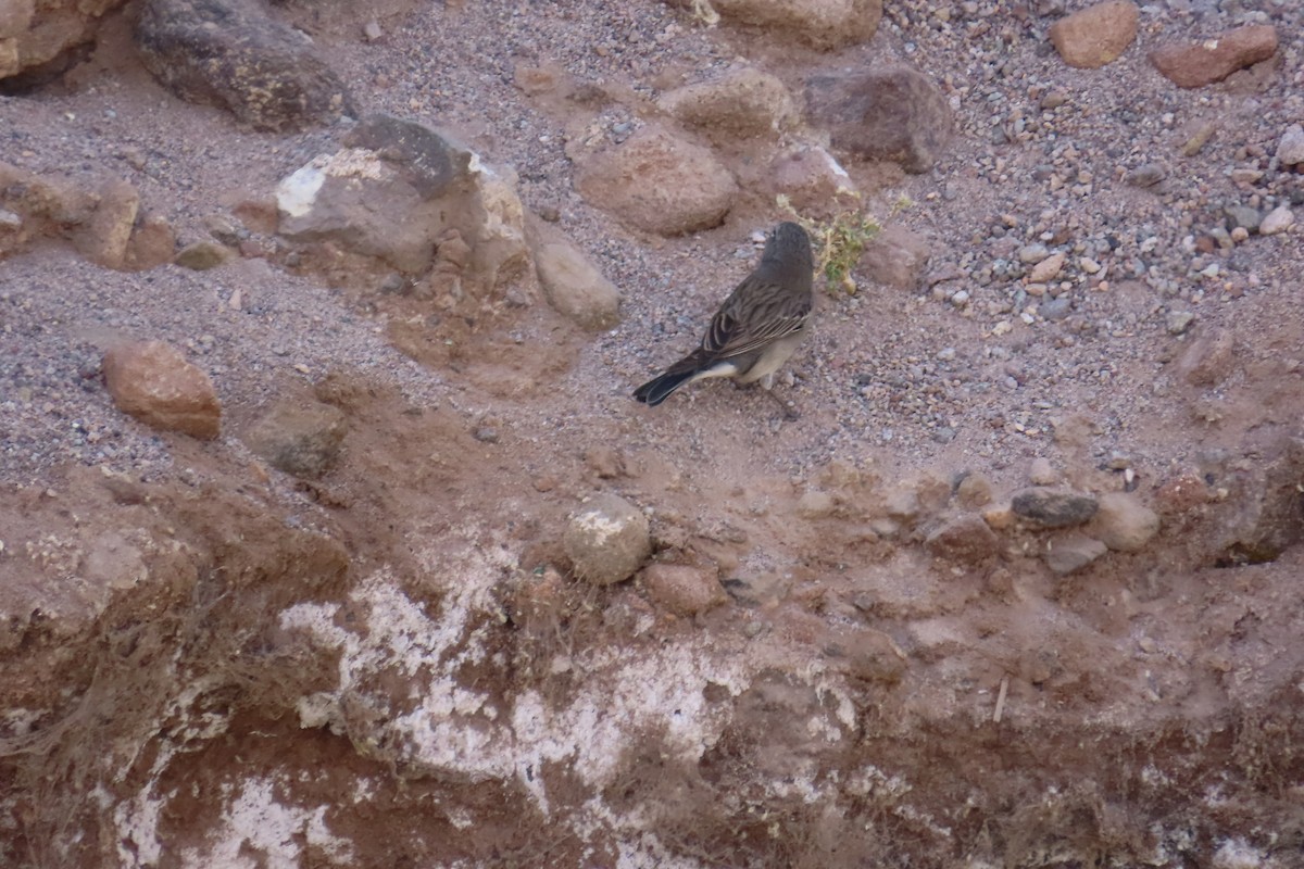 Ash-breasted Sierra Finch - ML627354468