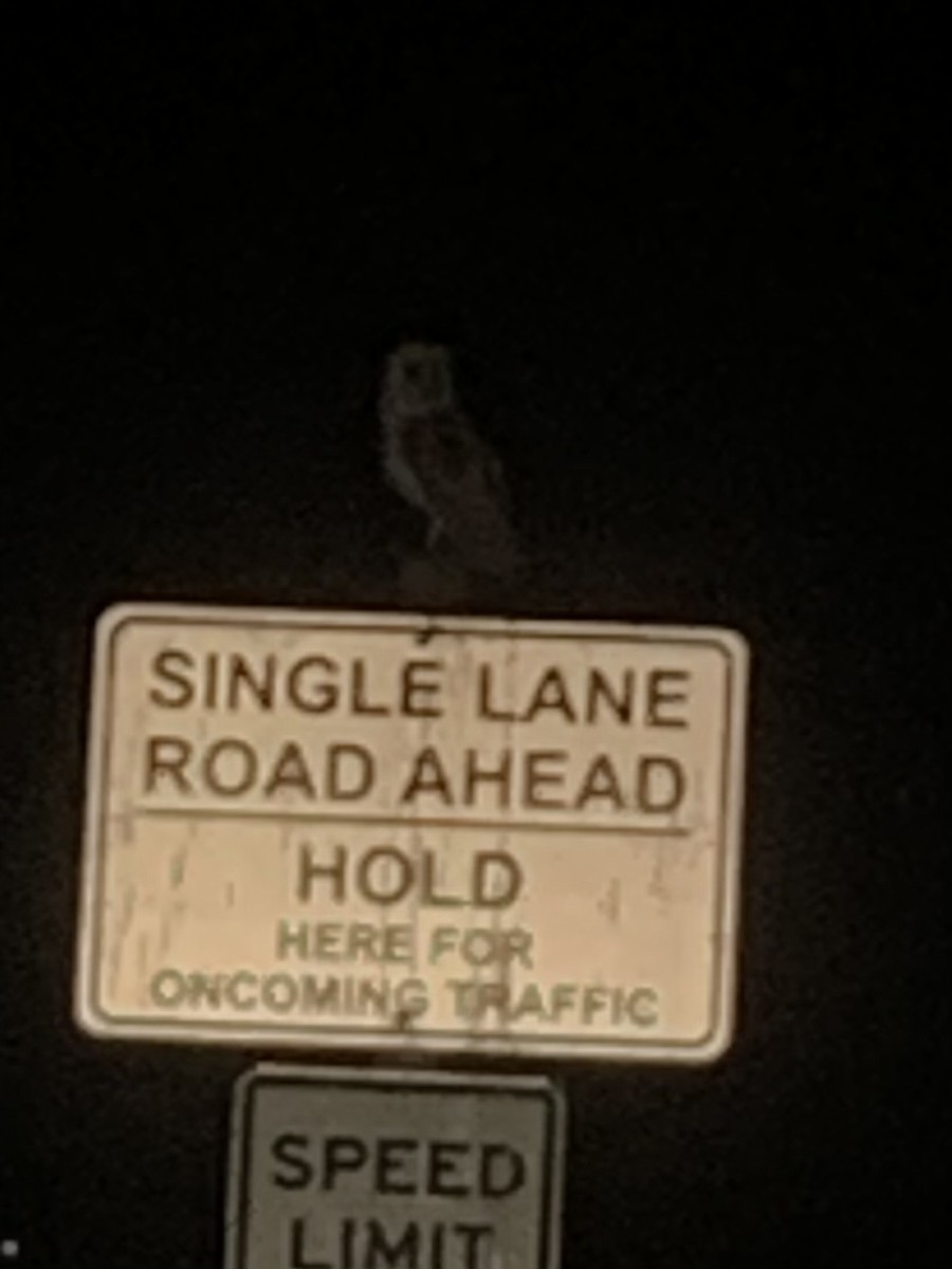 American Barn Owl - ML627354481