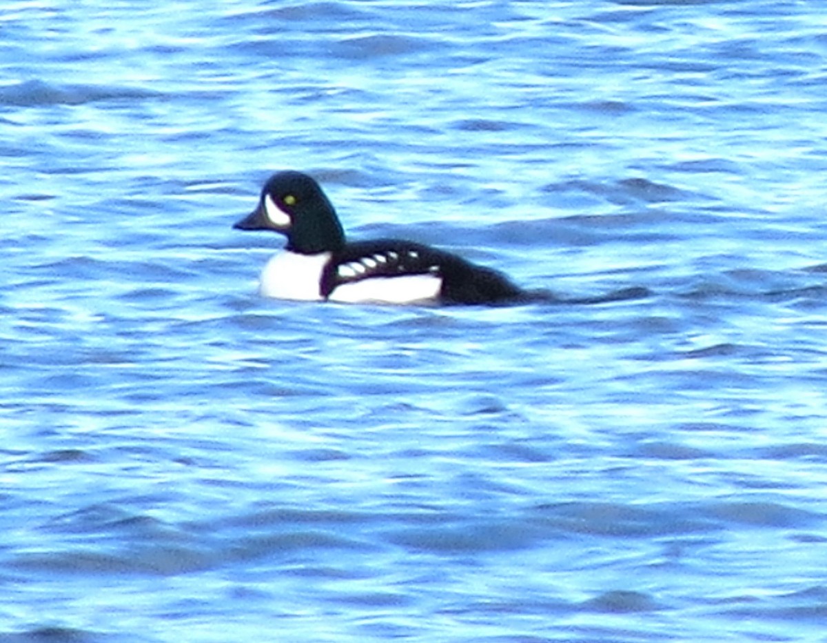 Barrow's Goldeneye - ML627354614