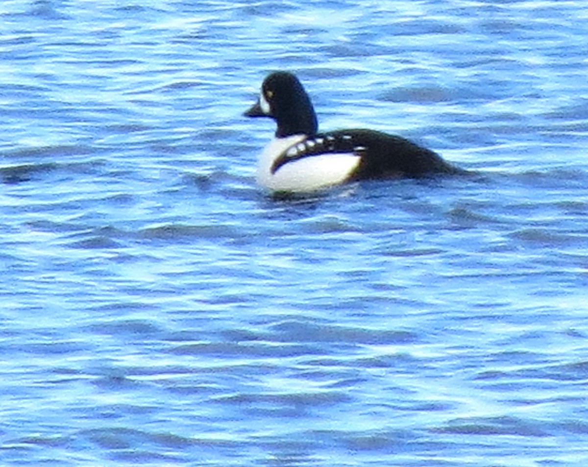 Barrow's Goldeneye - ML627354615