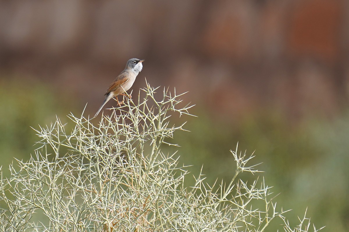 Spectacled Warbler - ML627354618