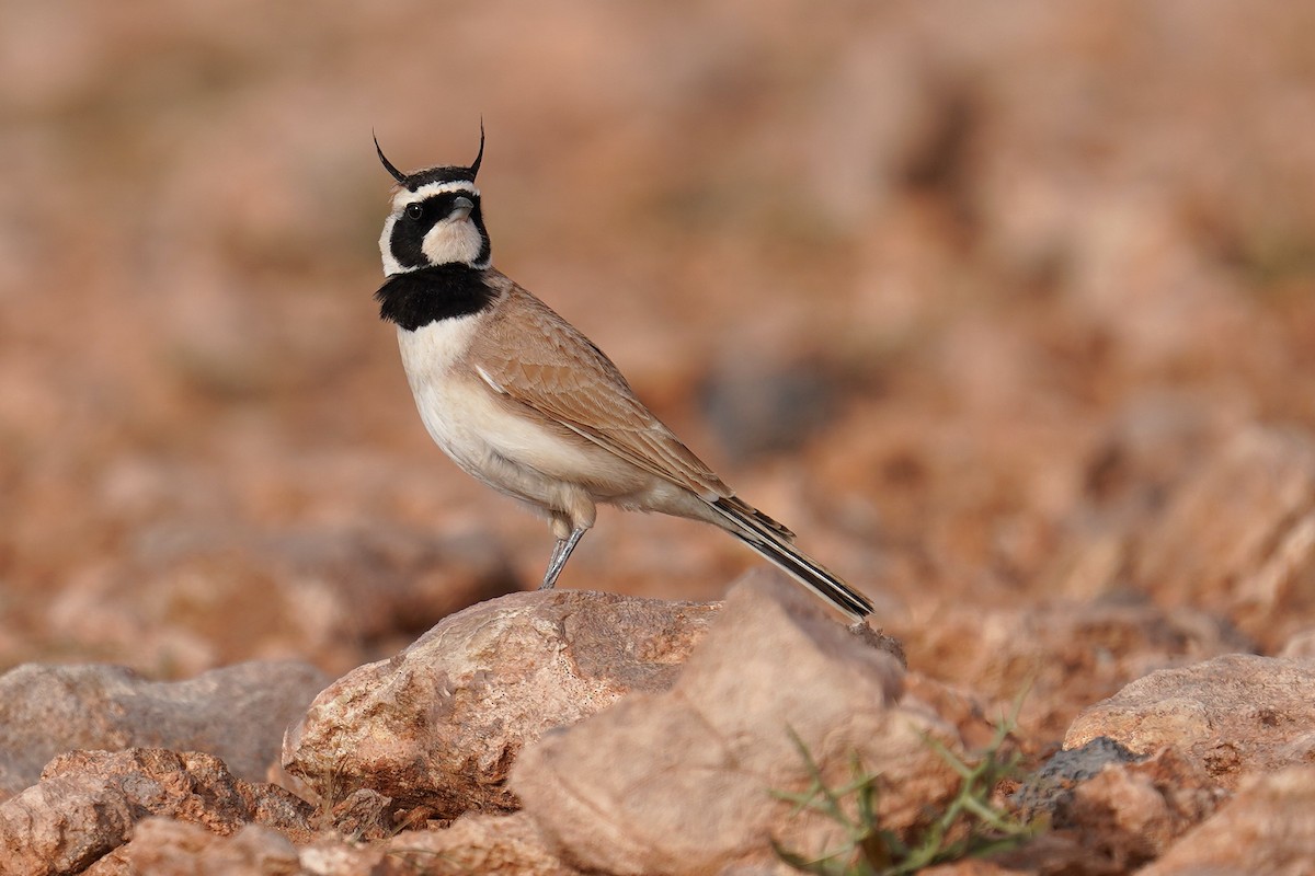 Temminck's Lark - ML627354642