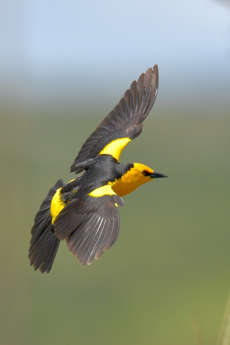 Saffron-cowled Blackbird - ML627354676
