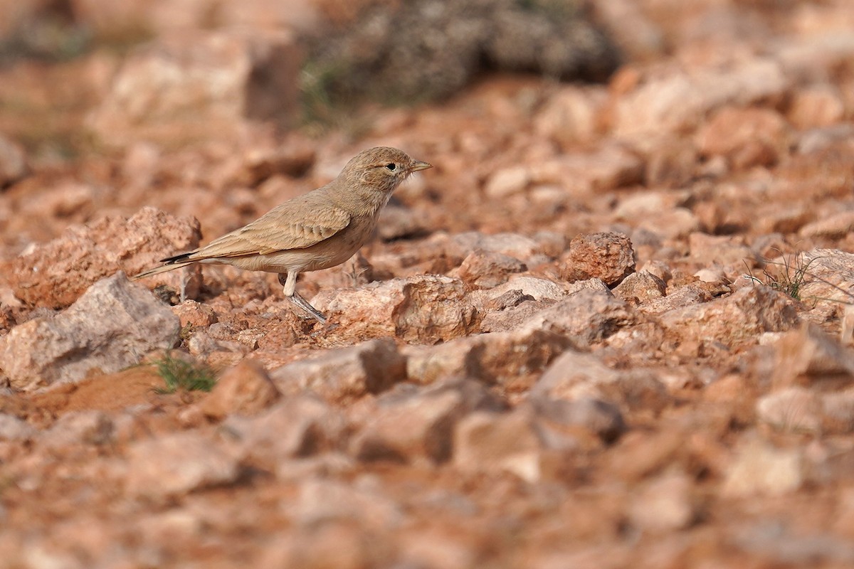Bar-tailed Lark - ML627354694