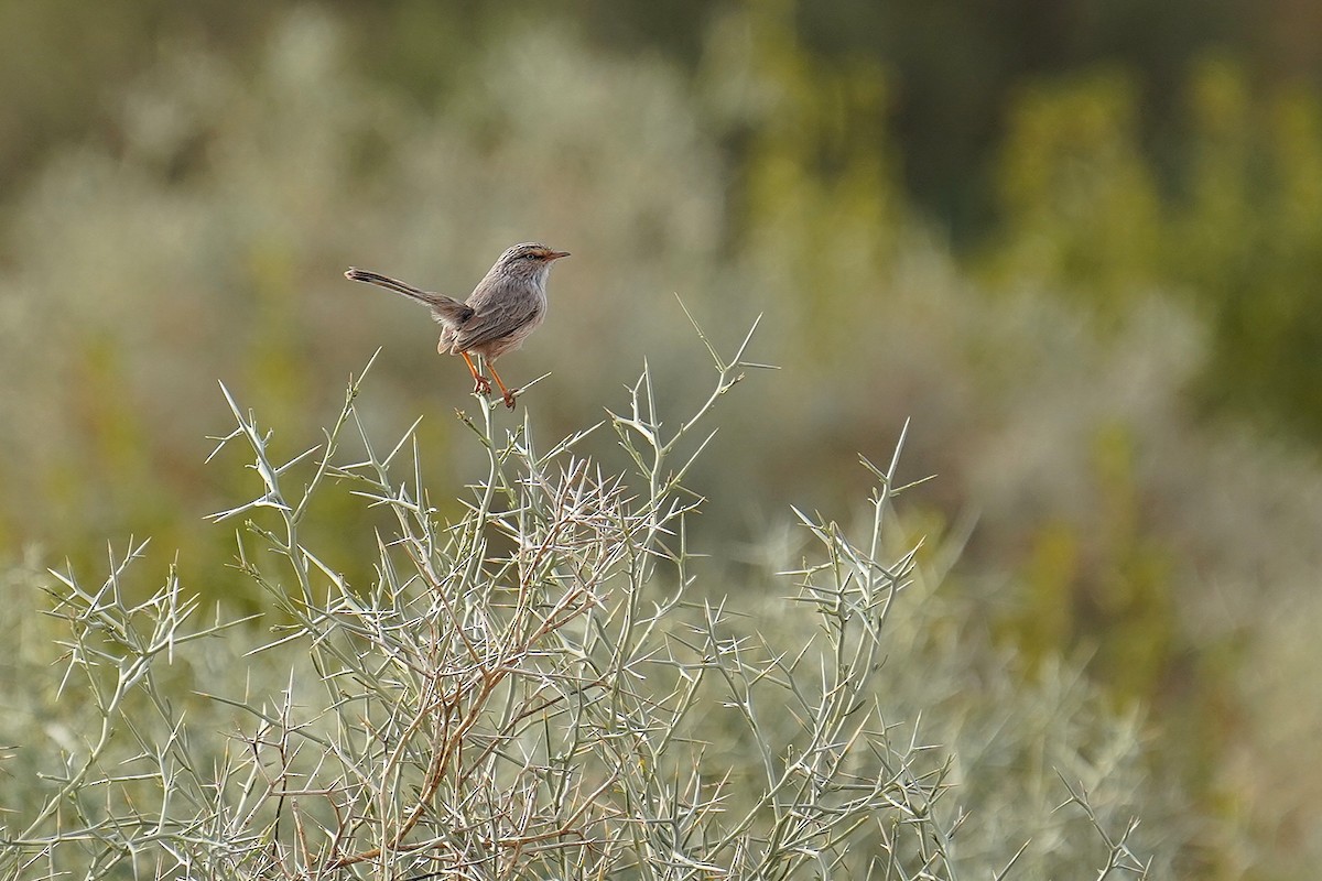 Scrub Warbler - ML627354733