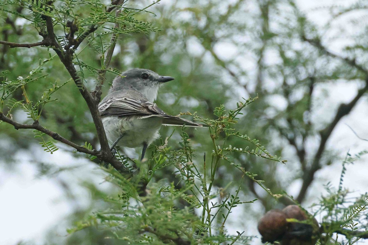 Suiriri Flycatcher - ML627354806