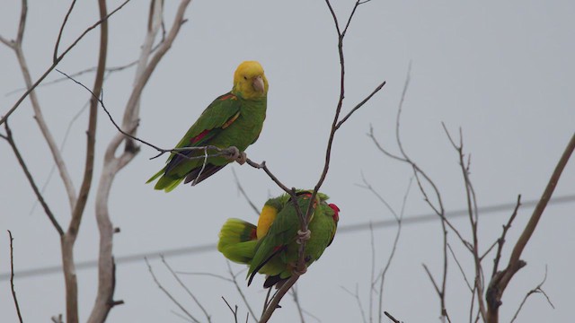 Yellow-headed Amazon - ML627355100