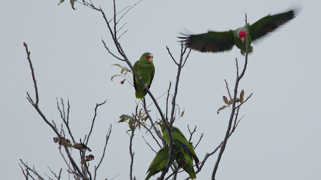 White-fronted Amazon - ML627355184