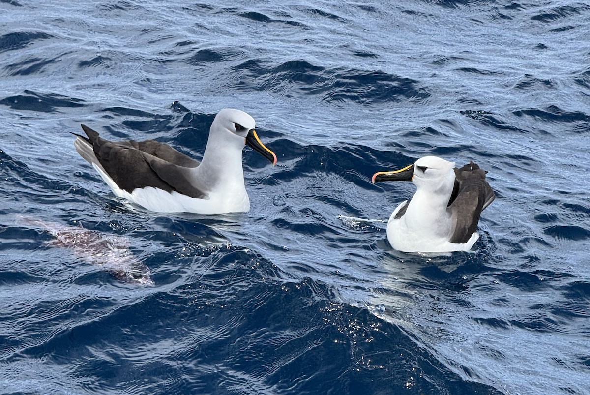 Atlantic Yellow-nosed Albatross - ML627355320