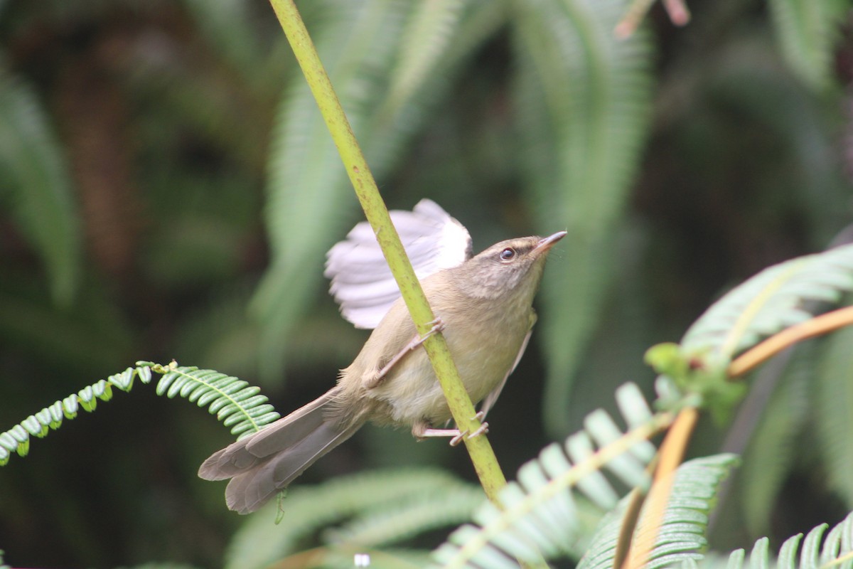 Aberrant Bush Warbler (Sunda) - ML627355324