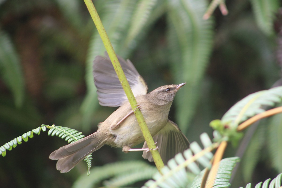 Aberrant Bush Warbler (Sunda) - ML627355326