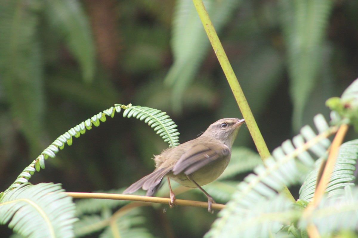 Aberrant Bush Warbler (Sunda) - ML627355327